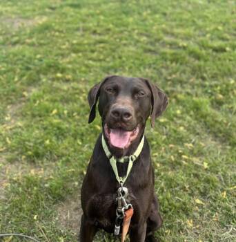 Gunner -  German Shorthaired Pointer and Labrador Retriever Dog for Adoption in Towanda, Pennsylvania - Gunner | PetCurious