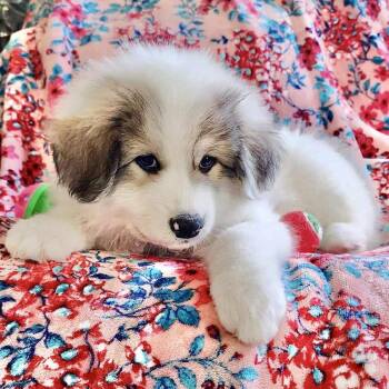Rescue Great Pyrenees Dogs for Adoption in Austin, Texas - Lady | PetCurious