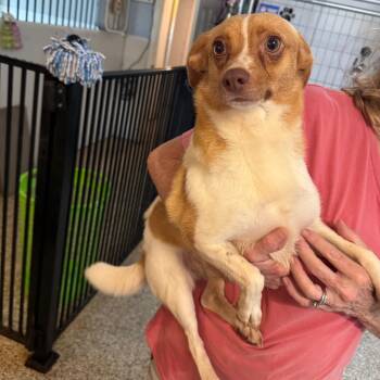 Flip -  Chihuahua and Mixed Breed Dog for Adoption in Brownsboro, Alabama - Flip | PetCurious