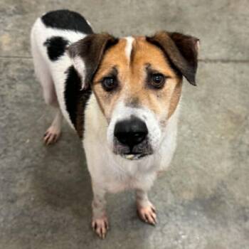 Louie -  Hound and Mixed Breed Dog for Adoption in Melbourne, Kentucky - Louie | PetCurious
