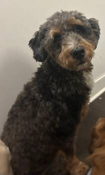 Cooper -  Aussiedoodle Dog for Adoption in Brownstown, Indiana - Cooper | PetCurious