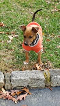 Rescue Retriever Dogs for Adoption in Valley Stream, New York - Liah | PetCurious