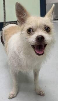 Confetti -  Terrier Dog Available for Adoption in Savannah, Georgia - Confetti | PetCurious