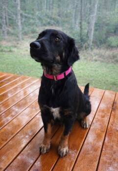 Shepherd Dogs Available for Adoption - Buffy | PetCurious