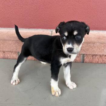 Shepherd Dogs Available for Adoption - Buttercup | PetCurious