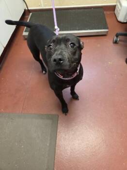 Pidgey -  Pit Bull Terrier Dog for Adoption in Salisbury, Maryland - Pidgey | PetCurious