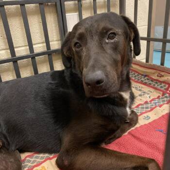HELIO -  Mixed Breed Dog for Adoption in Memphis, Tennessee - HELIO | PetCurious
