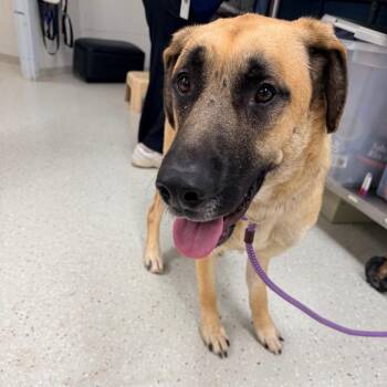 Pongo -  German Shepherd Dog and Mixed Breed Dog for Adoption in Indianapolis, Indiana - Pongo | PetCurious
