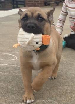 Mastiff and Saint Bernard Dogs Available for Adoption - Bear | PetCurious