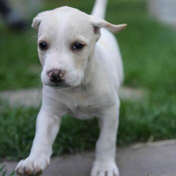 Hound Dogs Available for Adoption in Minneapolis, Minnesota - Helo | PetCurious