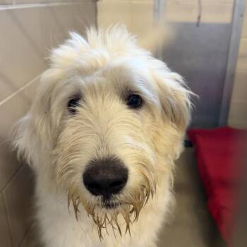 Ruff -  Mixed Breed Dog for Adoption in Chattanooga, Tennessee - Ruff | PetCurious