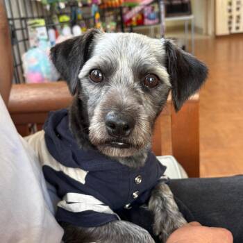Niko -  Miniature Schnauzer Dog for Adoption in Goleta, California - Niko | PetCurious
