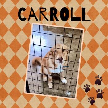 Carroll -  Husky and Shepherd Dog for Adoption in Monticello, Indiana - Carroll | PetCurious