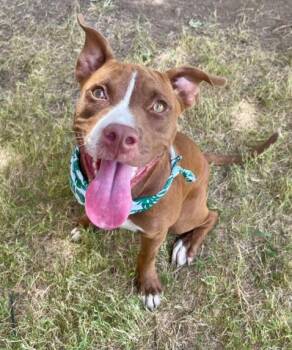 NYLA -  Pit Bull Terrier and Mixed Breed Dog for Adoption in Tulsa, Oklahoma - NYLA | PetCurious