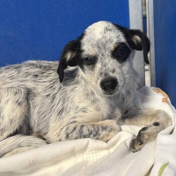Nugget -  Mixed Breed Dog for Adoption in Las Cruces, New Mexico - Nugget | PetCurious