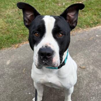 Caramello -  Pit Bull Terrier Dog for Adoption in Hampton Bays, New York - Caramello | PetCurious