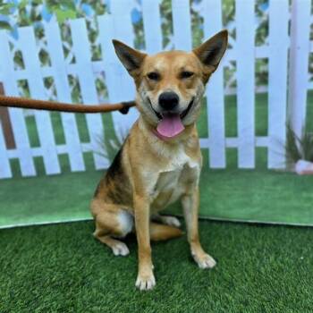 German Shepherd Dog and Mixed Breed Dogs Available for Adoption in Long Beach, California - OLIVE | PetCurious