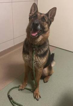 German Shepherd Dog Dogs Available for Adoption in Hoffman Estates, Illinois - Magnus | PetCurious