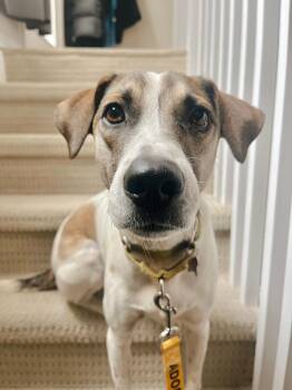 Hound and Labrador Retriever Dogs Available for Adoption in Mississauga, Ontario - Jack | PetCurious