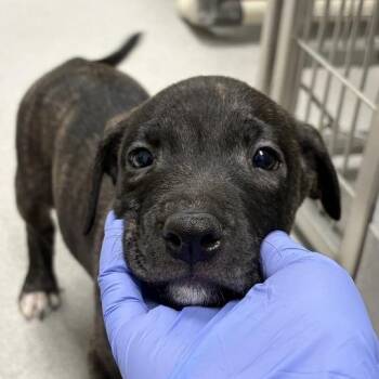 Austen -  Mixed Breed Dog for Adoption in Chattanooga, Tennessee - Austen | PetCurious
