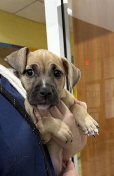 POPPI -  Boxer and Mixed Breed Dog for Adoption - POPPI | PetCurious