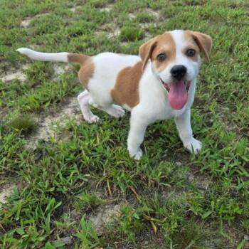 Kronk -  Labrador Retriever and Hound Dog for Adoption in Sanford, North Carolina - Kronk | PetCurious