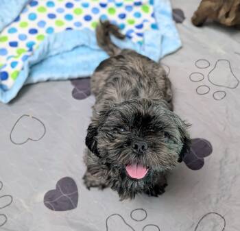 Squishy -  Shih Tzu Dog for Adoption in Kingsburg, California - Squishy | PetCurious