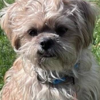 Cooper -  Maltese Dog for Adoption in Toronto, Ontario - Cooper | PetCurious