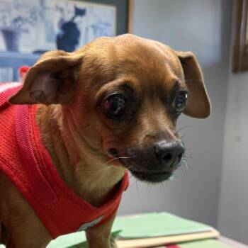 Juno -  Chihuahua Dog for Adoption in Corvallis, Oregon - Juno | PetCurious