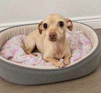 Perla -  Chihuahua Dog for Adoption in Camp Pendleton North, California - Perla | PetCurious