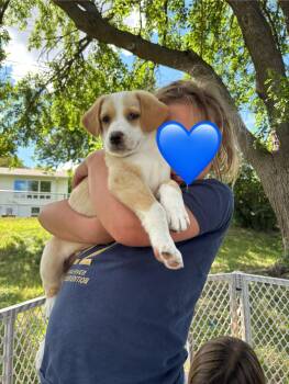 Billy -  Mixed Breed Dog for Adoption in Sioux Falls, South Dakota - Billy | PetCurious