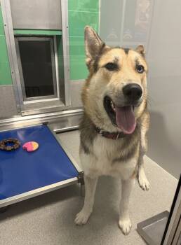 Rescue German Shepherd Dog and Husky Dogs for Adoption in Wellington, Kansas - Huckleberry | PetCurious