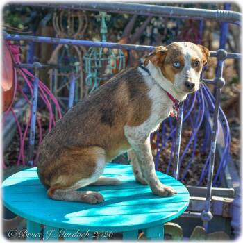 Hound Dogs Available for Adoption - Reese | PetCurious