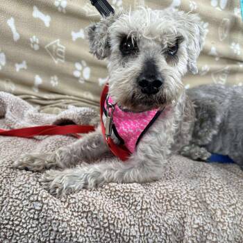 Silas - Sponsor me -  Miniature Schnauzer Dog for Adoption in Homer Glen, Illinois - Silas - Sponsor Me | PetCurious