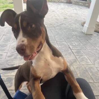 Mixed Breed Dogs Available for Adoption - ALPHARETTA - Wrigley | PetCurious