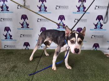 Siberian Husky and Pit Bull Terrier Dogs Available for Adoption - PABLO | PetCurious