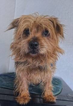 Rescue Yorkshire Terrier Dogs for Adoption in Fort Madison, Iowa - Ludo | PetCurious