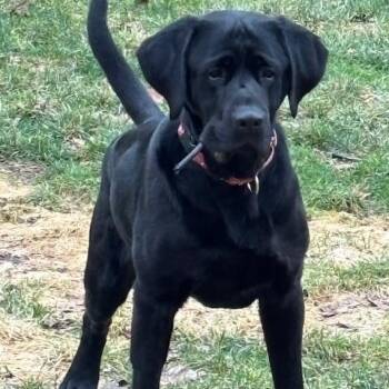 Labrador Retriever Dogs Available for Adoption - Gilford | PetCurious