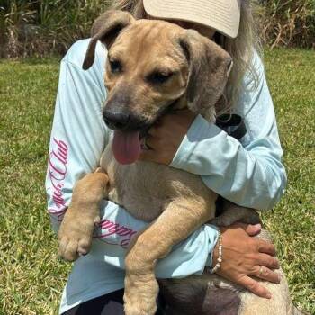 Labrador Retriever and Mixed Breed Dogs Available for Adoption in Tampa, Florida - Freya | PetCurious