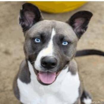 Pit Bull Terrier and Husky Dogs Available for Adoption in Turlock, California - Lucy | PetCurious