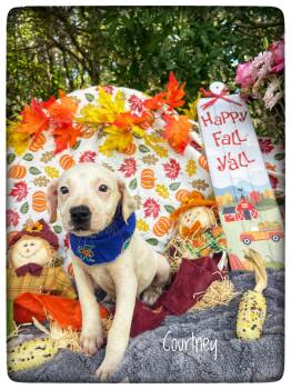 Courtney -  Pit Bull Terrier and Hound Dog for Adoption in Sebring, Florida - Courtney | PetCurious