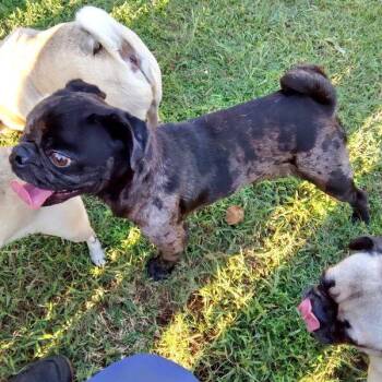 Rescue Pug Dogs for Adoption in Alvin, Texas - Mike | PetCurious