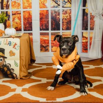 Rescue Mixed Breed Dogs for Adoption in Philadelphia, Pennsylvania - Boomer | PetCurious