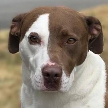 American Bulldog Dogs Available for Adoption in Milledgeville, Georgia - Rory | PetCurious