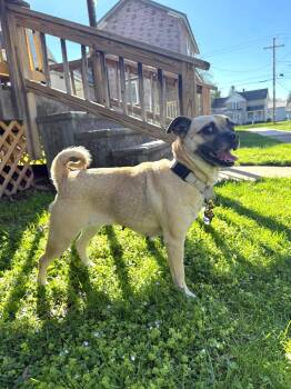 Pug Dogs Available for Adoption in Salamanca, New York - Bella The Pug | PetCurious