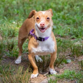 Cookie (lived with Coconut) -  Chihuahua and Dachshund Dog for Adoption - Cookie (lived With Coconut) | PetCurious