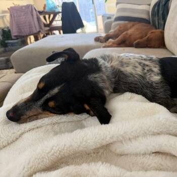 Chopper -  Australian Cattle Dog Blue Heeler and Mixed Breed Dog for Adoption in Mooresville, North Carolina - Chopper | PetCurious