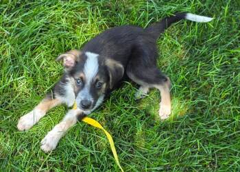 Trace -  Mixed Breed Dog for Adoption in Bristol, Wisconsin - Trace | PetCurious