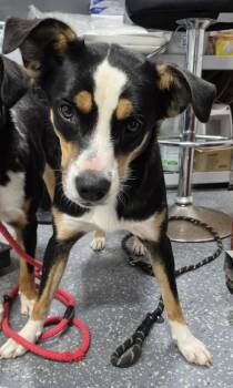 Venus -  Appenzell Mountain Dog and Border Collie Dog for Adoption in Morristown, Tennessee - Venus | PetCurious