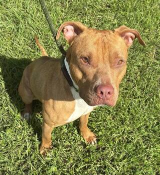 ZEUS 6 -  Pit Bull Terrier Dog for Adoption in Fort Lauderdale, Florida - ZEUS 6 | PetCurious